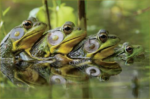 frog - coorperation