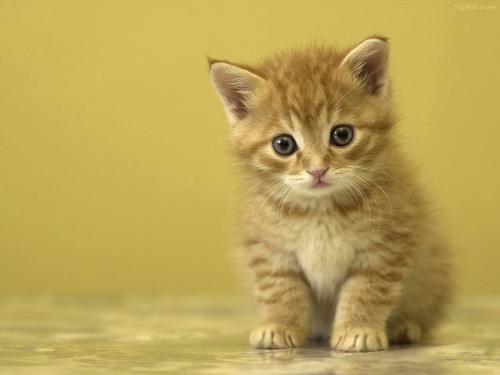 catttttty the cute.. - I love cats..they are so cute..
