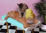 Massage - Cat massage