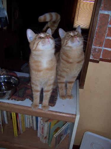 Singing Cat Chorus with our Ginger Marmalade Twins - Our ginger marmalade twins are coming up to a year old. Tigger is bigger...TeeToh the mischief maker is smaller. They constantly sing for their supper no matter what time of day it is and whenever anyone heads to the kitchen for any reason. Cute, cuddly twins...and we love them!