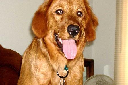 this is my beautiful Golden Retriever Maddy, we ca - this is my beautiful Maddy, we call her mama girl too. SHe is really quite smart as well