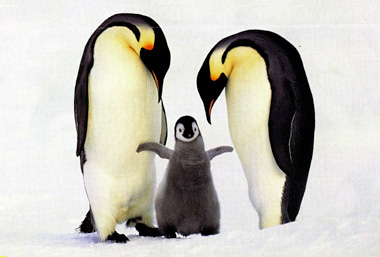 Penguin family - Penguins and their daughter. How sweet.