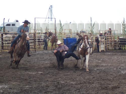 Photography Assignment for Rodeo in St. Claude, Ma - Cowboy doing his best to wrangle. It was a rainy day...and all the participants still had a great time! I was told that cowboys and cowgirls love these events...it is in their blood. I was doing a news piece for the Carman Valley Leader newspaper...and it is just one of the many reasons I love being a journalist. There are always news stories to cover and photographs to shoot!