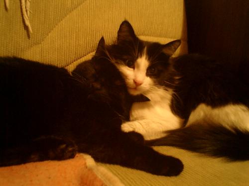 Hiper and Topik  - My beautiful cats.