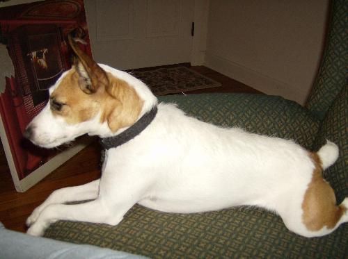 jackie  - jackie's photo in the living room, she's such a sweet and cute dog. We call her 'puppy person' cause she acts and thinks like she's really a person like us.
