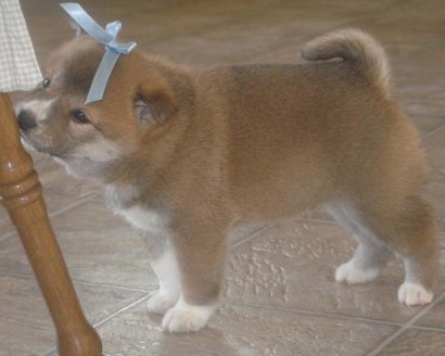 shiba inu - small, agile dog that copes very well with mountainous terrain, the Shiba Inu was originally bred for hunting. It is similar in appearance to the Akita, though much smaller in stature. Inu is the Japanese word for dog, but the 'Shiba' prefix's origin are less clear. The word shiba usually refers to a type of red shrub. This leads some to believe that the Shiba was named with this in mind, either because the dogs were used to hunt in wild shrubs, or because the most common colour of the Shiba Inu is a red colour similar to that of the shrubs. However, in old Japanese, the word shiba also had the meaning of 'small', thus this might be a reference to the dog's small size. Therefore, the Shiba Inu is sometimes translated as 'Little Brushwood Dog'.
