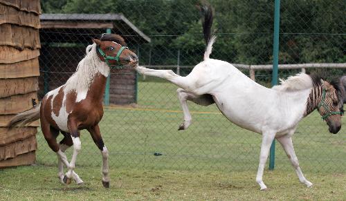 What a Kick.... - ohhh... Hourse+Zebra Kicked real hourse.....