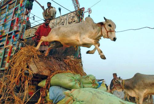 cow Jumping from Truck.... - In Pakistan On 'Eid-ul-azha' a cow jumping from Truck...
