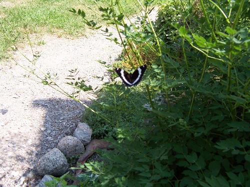 Black/white butterfly in back yard - My Mom loved butterflies and she died in April of 2005. Shortly after her death I was able to snap this photo without a macro lens. I just moved in close and snapped it. To met it was a sign that my Mom's spirit was free and she'd sent this reminder that she was flying around with her new wings and her beloved butterflies.