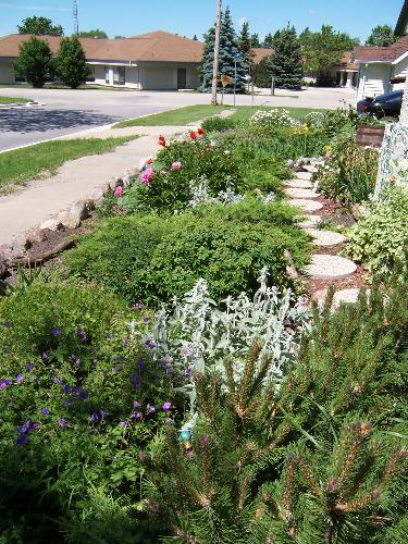 Picture of front garden..no grass here! - When we moved into this house we loved gardening so much we decided to dig up all the grass in the front and make a sort of rock garden. We put winding paths in and all the plants here are perenials. We have rose bushes, grasses, irises and much more. It is a very self-sustaining, easy care garden..and no grass to cut!