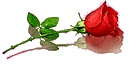 Rose - Symbolizes pure love