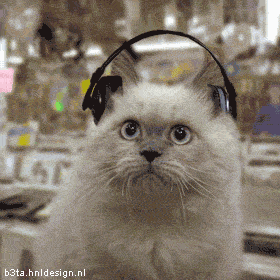 Mike's Funky Cat - the funkiest cat in the world :)
