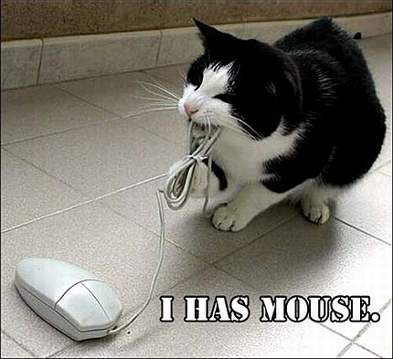 cat - funny v cat