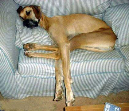 animal - DOG legsssss