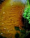 Water - Water pollution