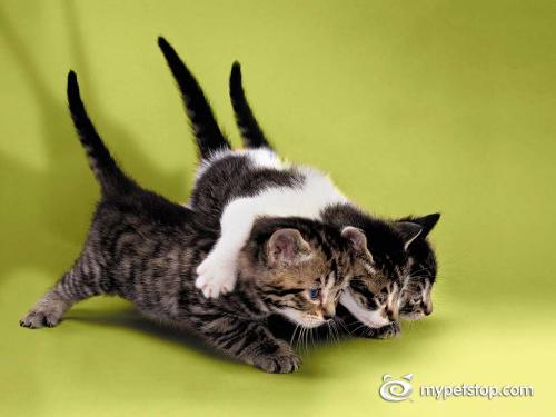 it's cool ficture for me...may be not for you?? - it's funny n cool ficture..3 cats with good a position. may be not good, not funny n not cool for u. what is funny in ur mind??