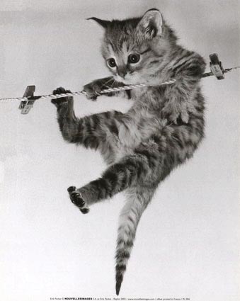Black and white kitten - Black and white kitten balancing on beam