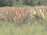 Glads - Part of the HUGE field of Glads! Arnt they pretty. Glads - Part of the HUGE field of Glads! Arnt they pretty.