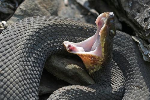 Cottonmouth Snake - This is identical to the snake who came from underneath my country cottage in Arkansas! Scary, isn&#039;t he! He is a highly venemous snake and if bitten, people are rushed to the hospital for anti-venom serum. They are an aggressive snake is that they do not back down and run away as most non-venemous snakes do.

