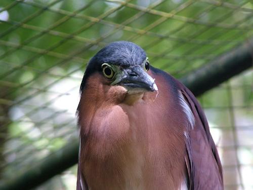Wonderful, isn't it? - Bird at Davao City