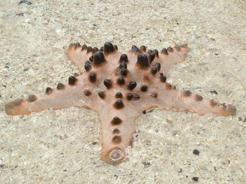 The water is soooooo white! :) - The starfish :) hehehe