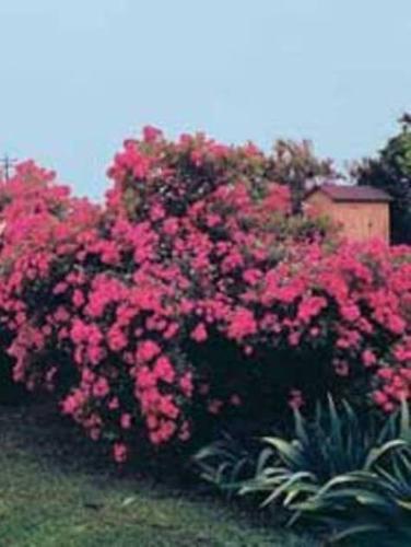 Rose Hedge - Beautiful roses as hedges.