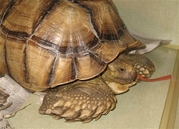 turtle  - A 42 pound per tortoise that was slash and mutilated ater being stolen from a family yard is home following more than a month in a rehabilation center.  A tortoise bob, hearthily ate a meal of hibiscus flower and roses