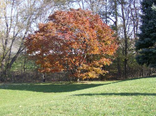 my first fall in US - this is my first fall in US, i like how the tress turn into different colors. i like the 1st and 2nd week of fall because its really pretty here. but when the leaves starts to fall and the tress dies. i don't like it.
