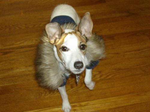 jackie with her coat on - my baby jackie is so cute with her coat on. she's a star! hehehe..