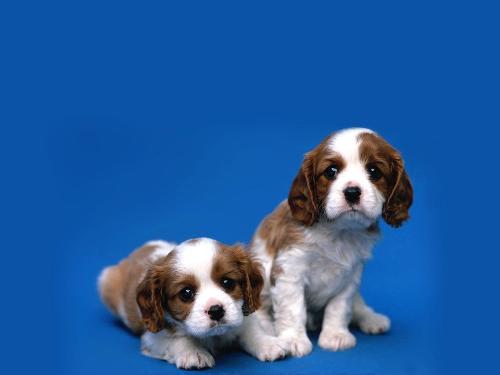 cute - Two pupps...they look sooooo cute...!!my pup doesn't talk..