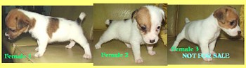 jack russell - 3rd batch of our breeding, jack russell puppies