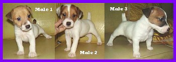 jack russell - 3rd batch of our jack russell breeding