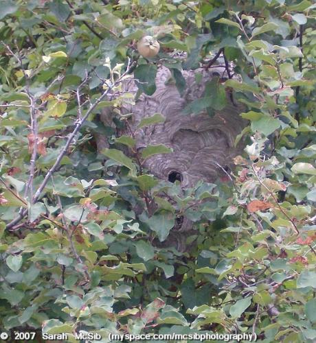 Bee Hive - Large Bee Hive!!
