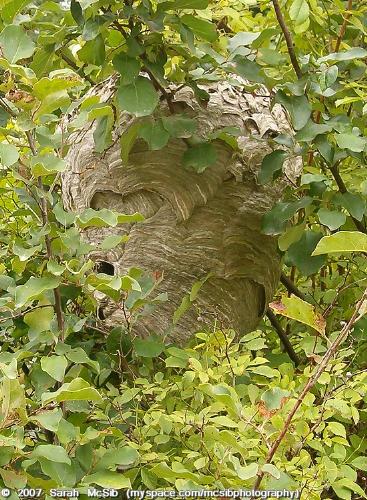 Large Bee Hive - Large Bee Hive!