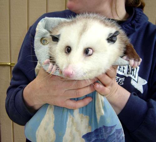 Posey the cross eyed possum! - I am not a fan of possums...at ALL! I think they are disgusting, ugly, and gross. Well, we were at this walk-through safari place on vacation and this little cutie was one of the attractions. Even I had to admit she's kindda cute...in a possum sorta way!