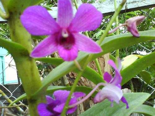 orchids flower - flower of my plants..