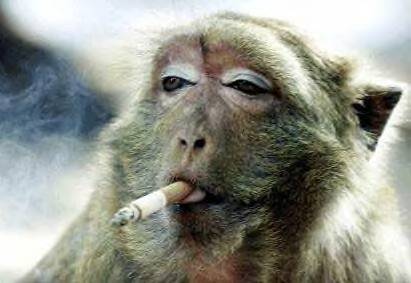 Smoking , makes a monkey out of you! - picture of what smoking can do, It can make you think you look cool or make a monkey out of you. Or it can be satifying.
