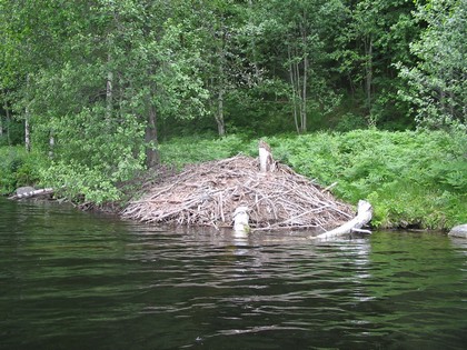 The Beaver lodge - A shot of a beaver lodge. The Beaver lodge - A shot of a beaver lodge.