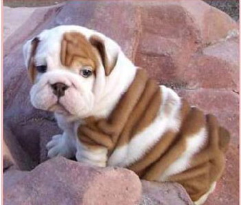 bulldog - This is a bulldog picture not the one we will get