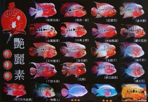 Flowerhorn - Poster of flowerhorn fish breeds also known as Lou Han.