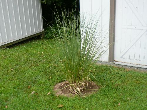 Dwarf Pampas Grass - Here is one of the Grasses that I planted in my backyard in front of my shed. It is supposed to grow pretty high and out and will look great. Hopefully the birds and butterflies will enjoy it as well.