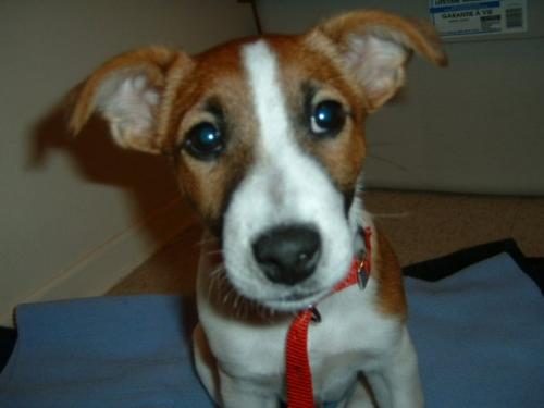 Jack Russell - JRT - Jack Russell Terrier