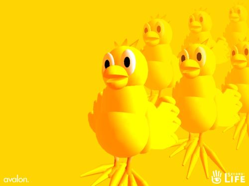 dancing chicks  - Dancing chicks...