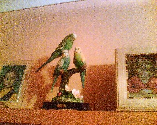 my mental case budgie - This is Ozzie my budgie. He tends to come out when theres nobody around then gets himself into 'situations' where he gets stuck etc.
