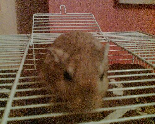 ollie the gerbil - Ollie is the placid, quiet one