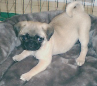 Angus as a puppy - My 1st grandpuppy just after my son got him. His name is Angus, named after one of the AC/DC band members.