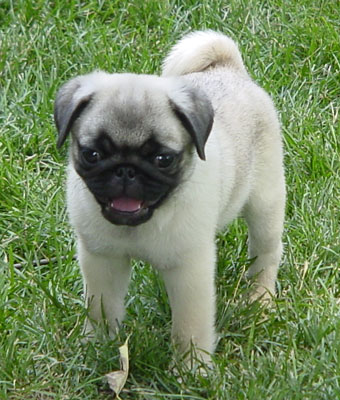 Andre as a puppy - My 2nd grandpuppy, shortly after my son got him. His name is Andre, named after Andre Aggassi, the tennis star.