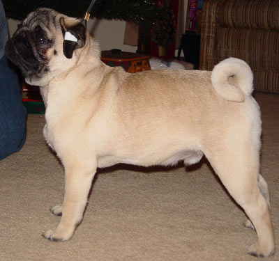 Angus the showdog - This is Angus at a dog show. He really likes showing off.