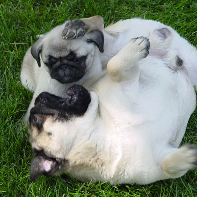 Angus and Andre playing - My two grandpuppies frolicking in the grass.