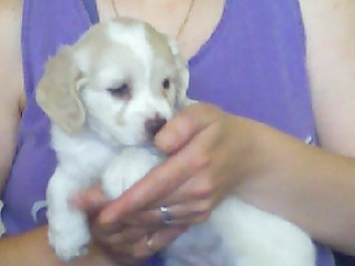 Piper's Picture - This is my puppy Piper taken the day we got her. I hope to get more uploaded soon that are more recent. 